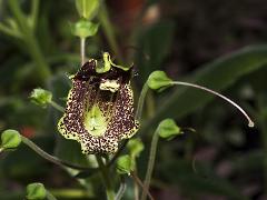 flower of Sinningia brasiliensis