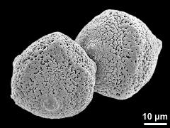 hydrated pollen grains