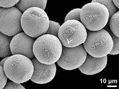 hydrated pollen grains