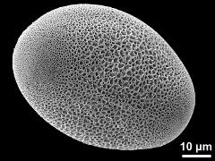 polar proximal view