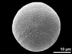 hydrated pollen grain