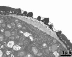 pollen wall, aperture area