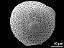 hydrated pollen