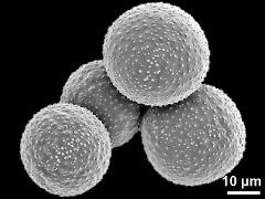 hydrated pollen grains