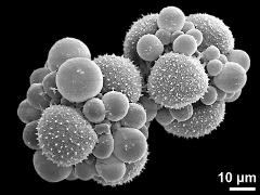 hydrated tetrads