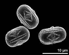 hydrated pollen grains