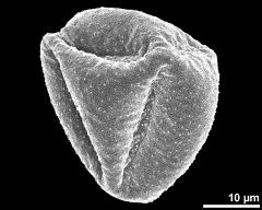 dry pollen grain in equatorial view