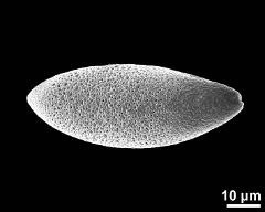 dry pollen grain in polar view (proximal)