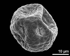 dry pollen grain