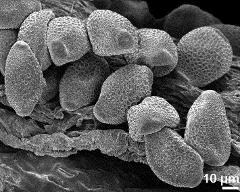 dry pollen grains