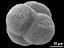 tetrad,lateral view