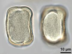 hydrated pollen,polar view