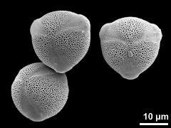 hydrated pollen grains