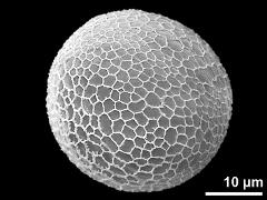 hydrated pollen grain