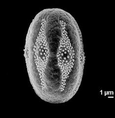 dry pollen grain in equatorial view