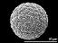 hydrated pollen grain