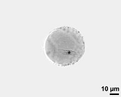 pollen grain with generative cell (asterisk)