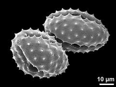 dry pollen grains