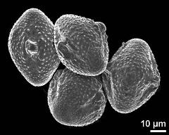 dry pollen grains