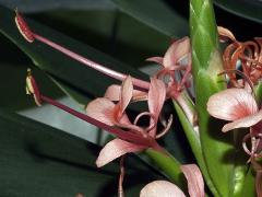 flowers of Hedychium coccineum