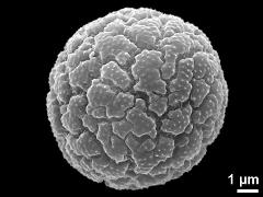 hydrated pollen grain