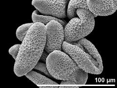 dry pollen grains