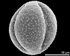 dry pollen grain in equatorial view