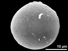 hydrated pollen grain