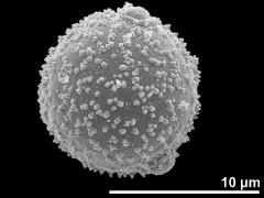 hydrated pollen,polar view