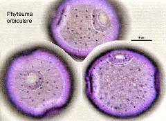 hydrated pollen