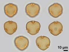 acetolyzed pollen,polar view