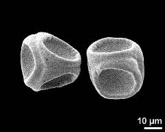 dry tetrads