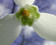 detail of flower(s)