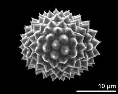 hydrated pollen, equatorial view