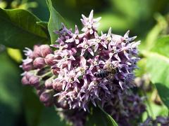 flowers of Asclepias syriaca