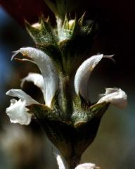 detail of inflorescence