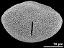 acetolyzed pollen,equatorial view