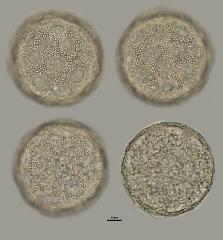 hydrated pollen