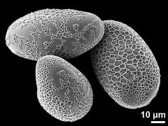 hydrated pollen grains