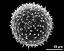 hydrated pollen grain