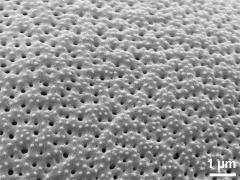 exine surface