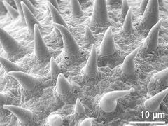dry pollen,exine surface