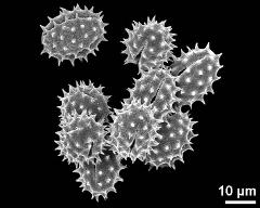 dry pollen grains