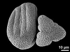 dry pollen grains