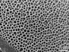 exine surface