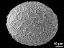 distal polar view