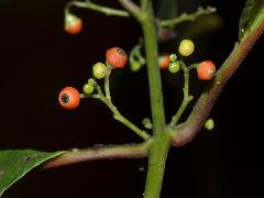 inflorescence(s)