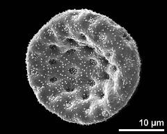 dry pollen grain