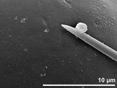 exine surface
