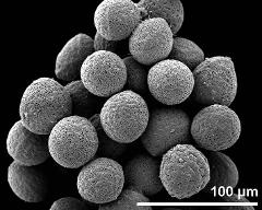 hydrated pollen grains